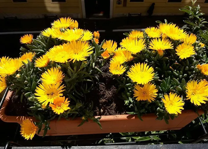 Charming House 2* Rom